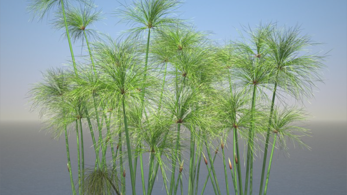 Cyperus Papyrus Set - Model 3D Download For Free