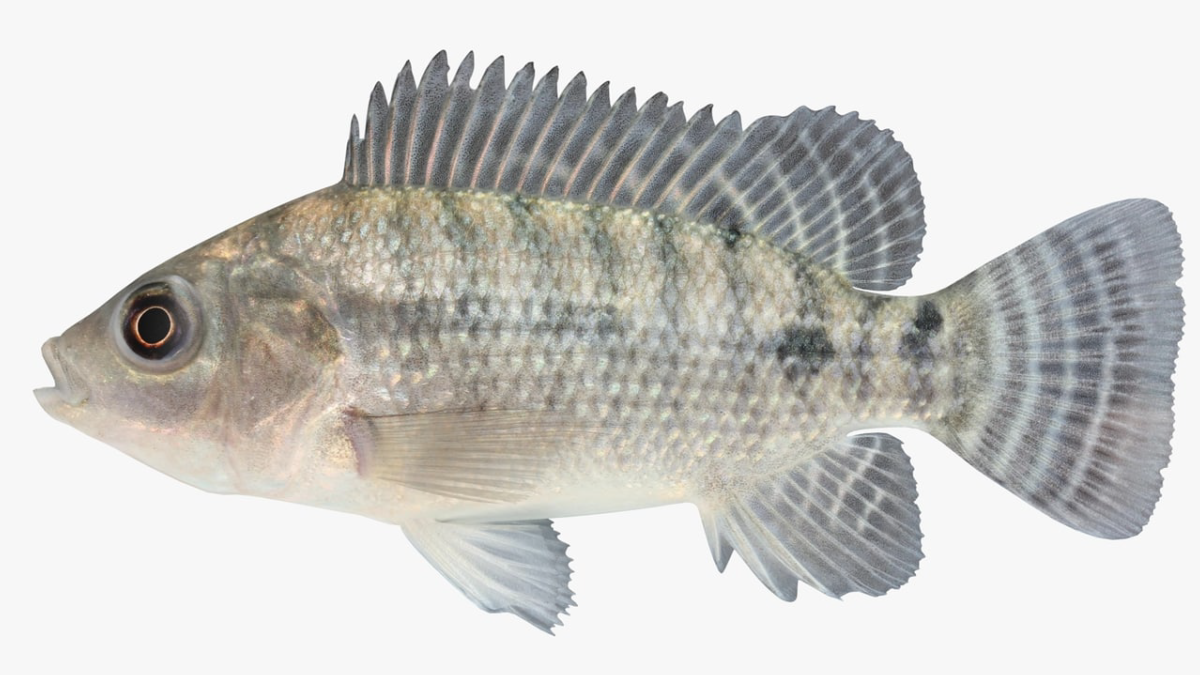 Tilapia - Model 3D Download For Free