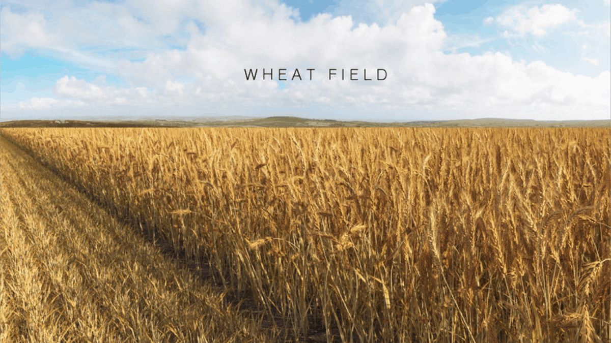 Wheat Field - Model 3D Download For Free