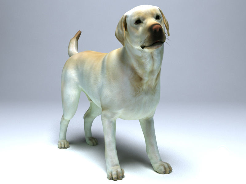 Labrador Dog Low Poly 3d Model Model 3d Download For Free