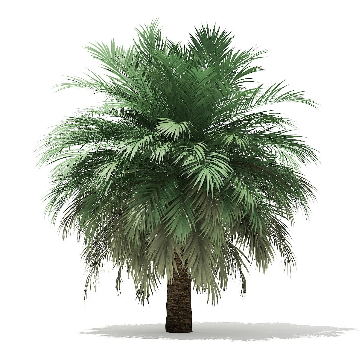 Palm Trees 3D Models Collection Volume 110 Model 3D