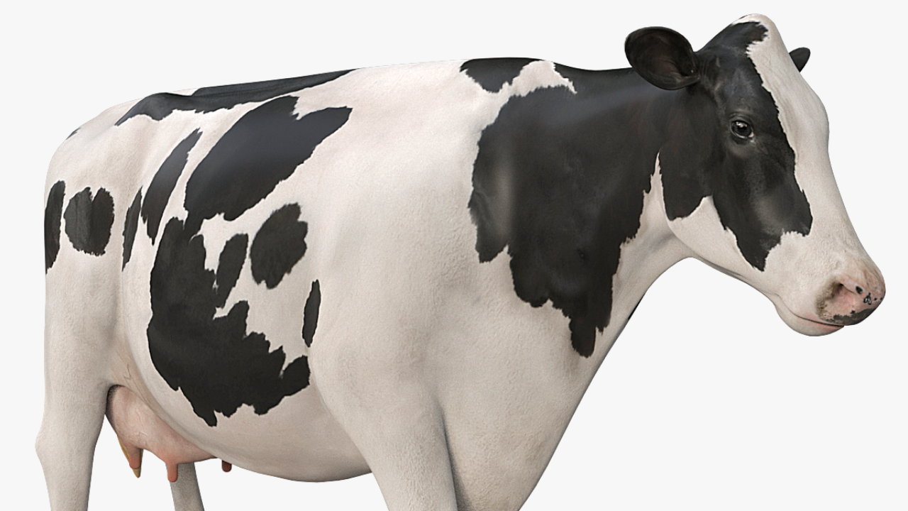 Cow Pro ( Holstein ) - Model 3D