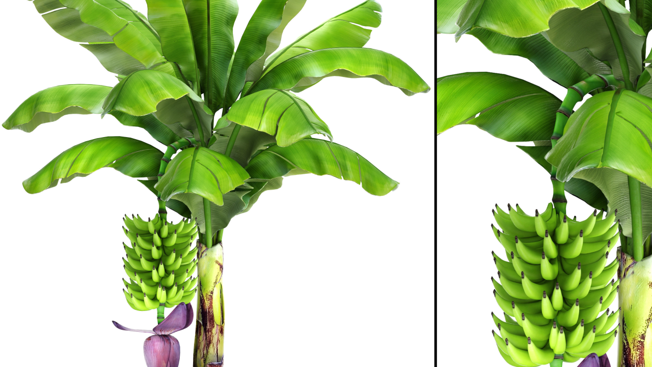Banana Palm With Banana Fruit - Model 3D
