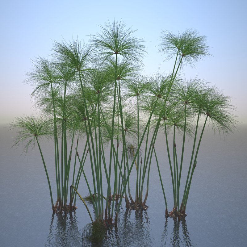 Cyperus Papyrus Set - Model 3D Download For Free | VFXVIET.COM ...