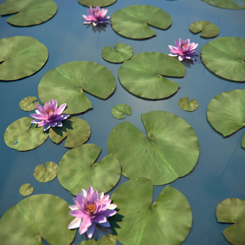 Water Lily - Model 3D Download For Free 4