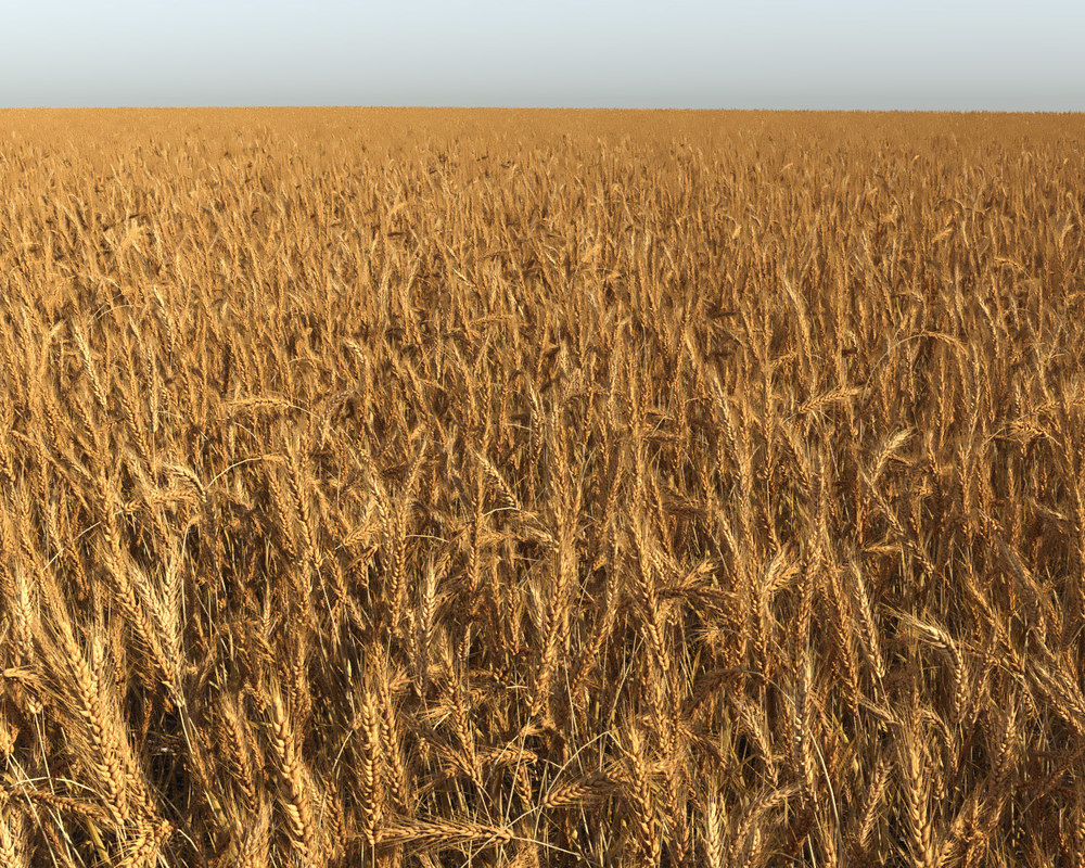 Wheat Field - Model 3D Download For Free 5